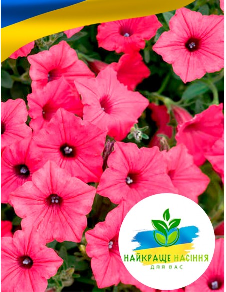 Квіти Петунія Рожева