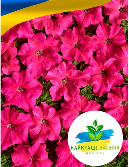 Квіти Петунія Рожева