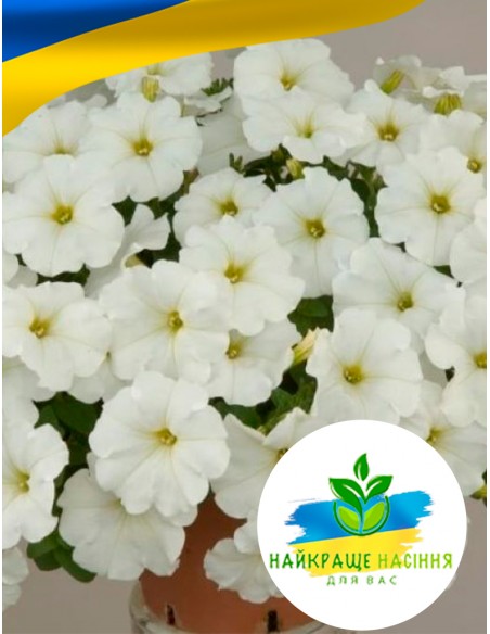 Квіти Петунія Біла