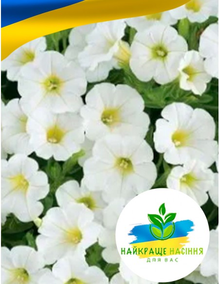 Квіти Петунія Біла