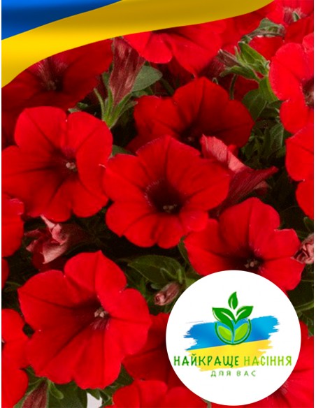 Квіти Петунія Червона