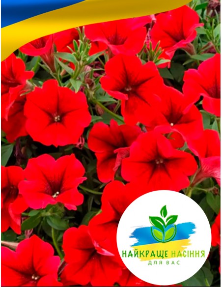 Квіти Петунія Червона
