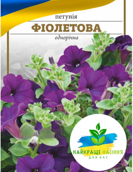 Квіти Петунія Фіолетова