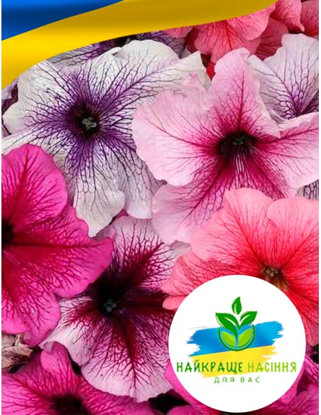 Квіти Петунія Балконна суміш забарвлень