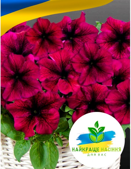 Квіти Петунія Каскадна
