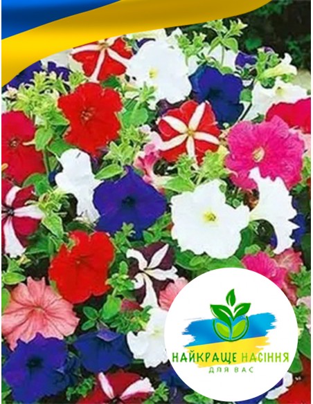 Квіти Петунія Суміш