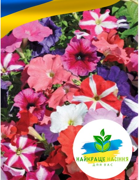 Квіти Петунія Суміш