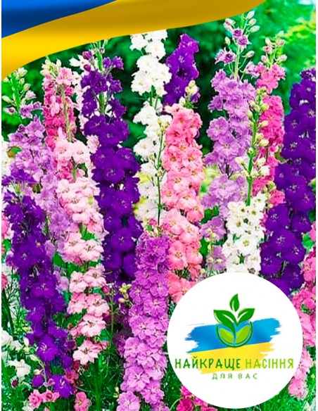 Квіти Дельфініум Суміш