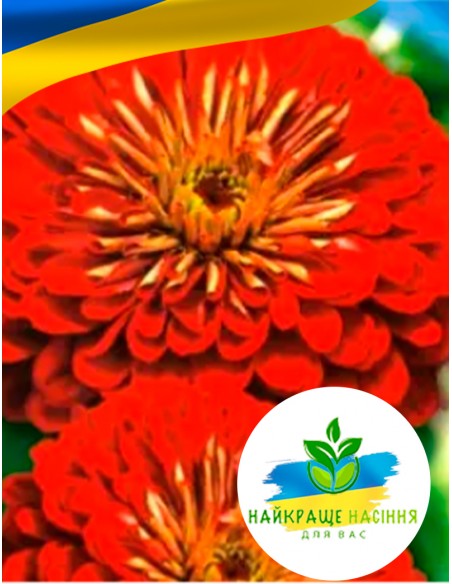 Квіти Цинія Кримсон Монарх