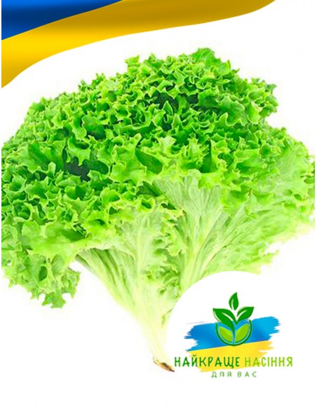 Салат Латук