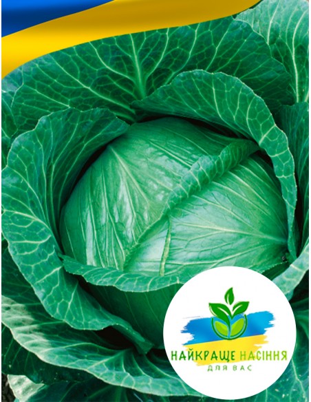 Капуста Іюньська