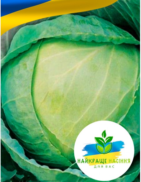 Капуста Кам'яна голова