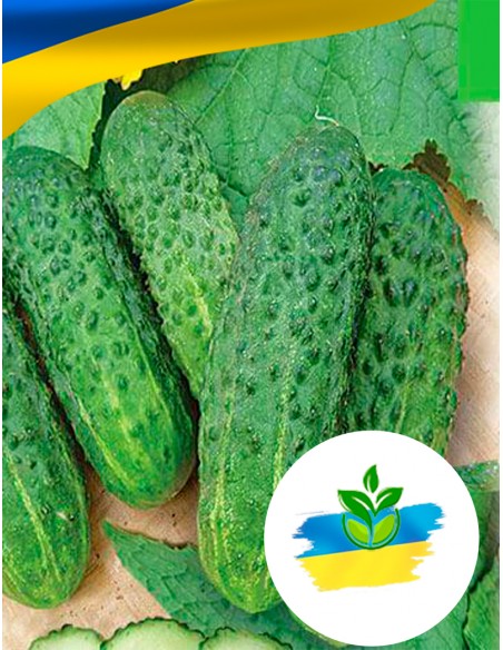 Огірок Зятьок F1