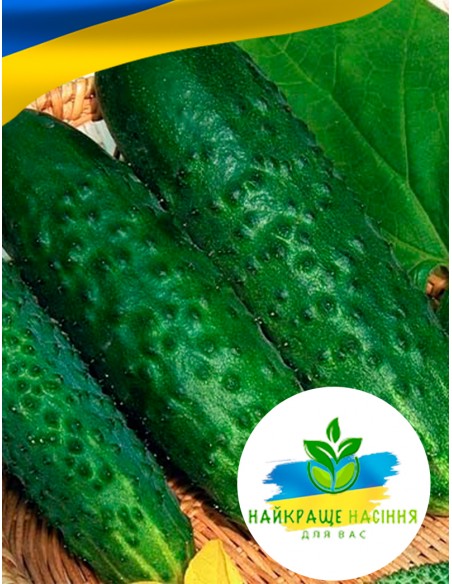 Огірок Маша F1