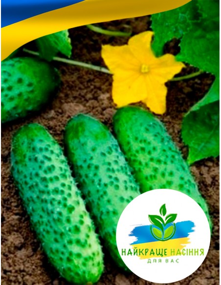 Огірок Маша F1