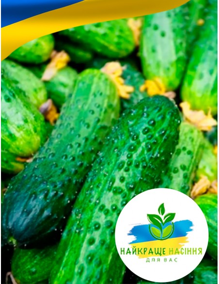 Огірок Наташа F1