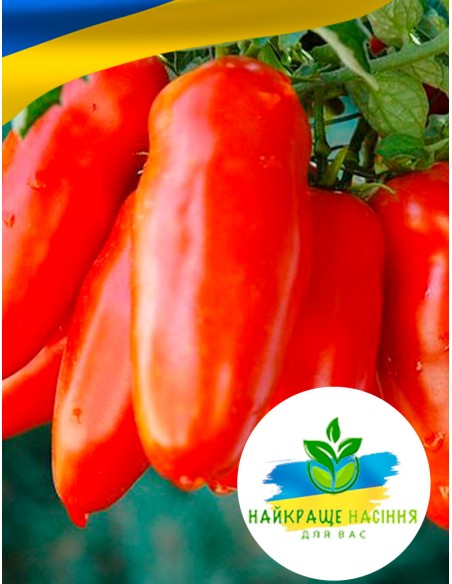 Томат Кібіц