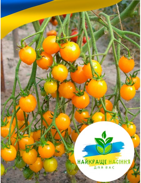 Томат Чері золотий балконний