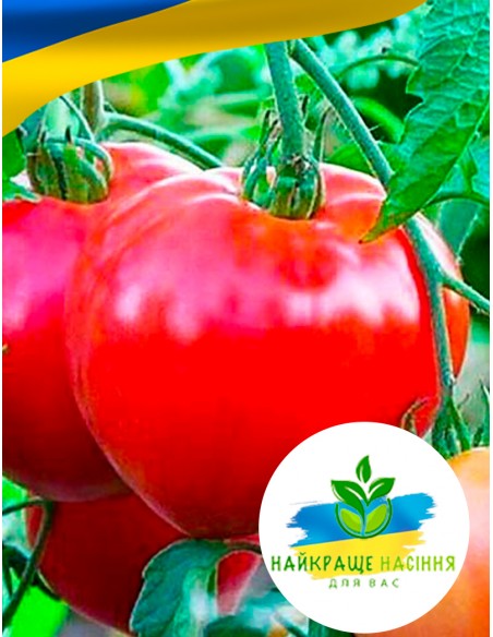 Томат Батяня