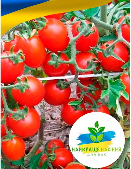 Томат Видимо-Невидимо салатний