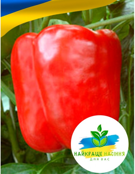 Перець Геракл