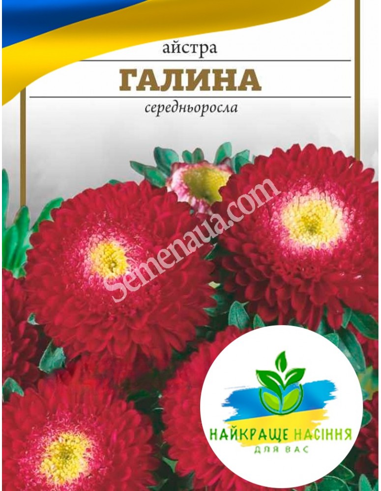 Квіти Айстра Галина