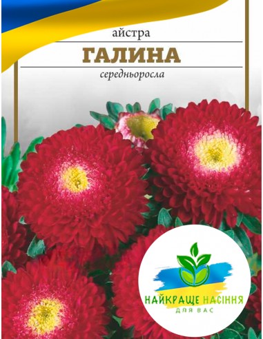 Квіти Айстра Галина