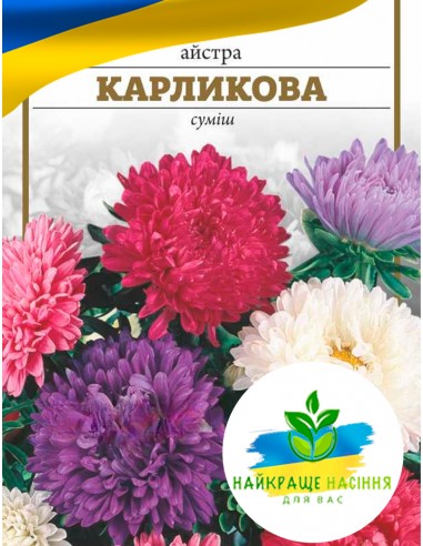Квіти Айстра Карликова