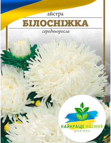 Квіти Айстра Білосніжка