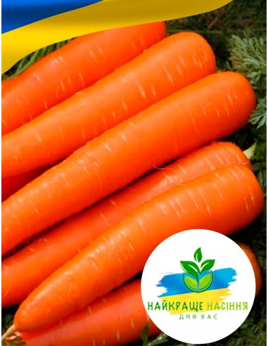 Морква Червона без серцевини Польща