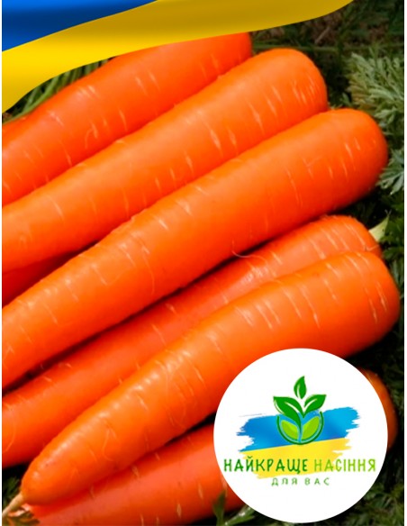 Морква Червона без серцевини Польща