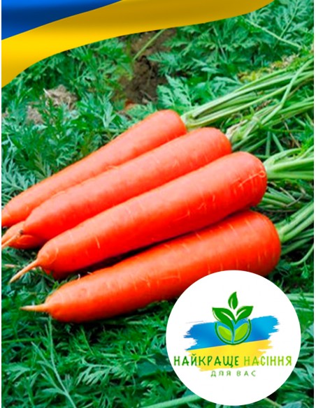 Морква Червона без серцевини Польща