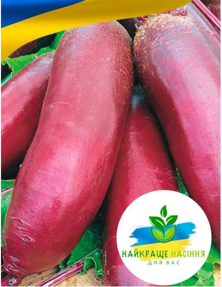 Буряк Опольський Польща