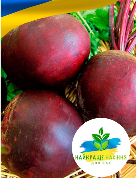 Буряк Округлий Темно-Червоний Польща