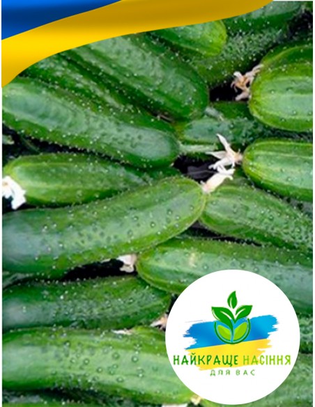 Огірок Вкусняшка Юліан F1 Польща