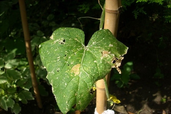 simptomy_antraknoza_u_ogurcov