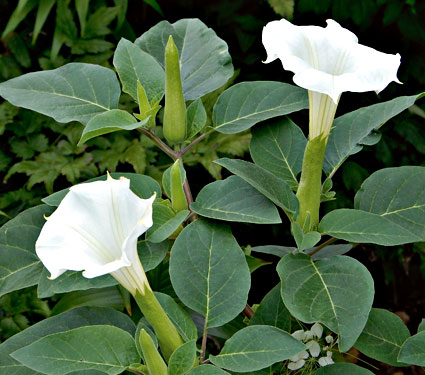 cvetok_datura