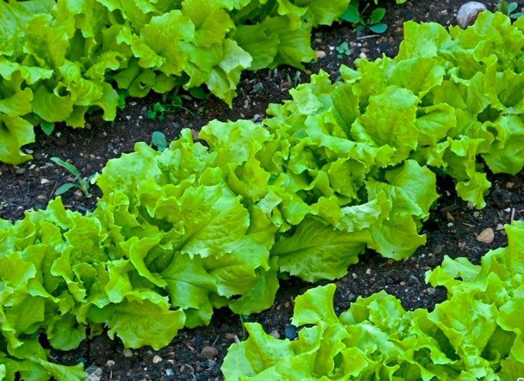 salat_latuk