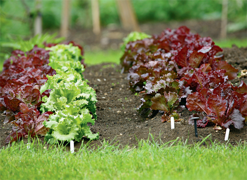 salat_lollo rossa