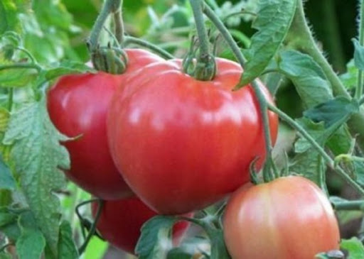 rozevi_pomidory