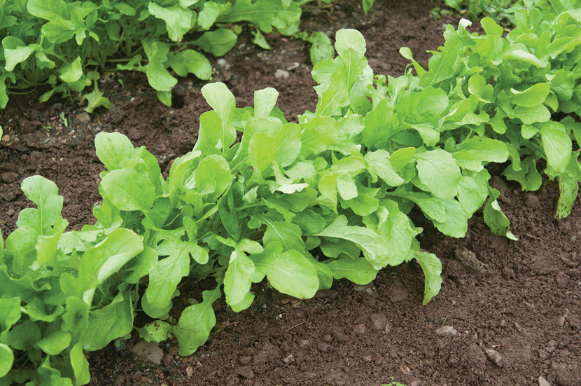 vyrashivanie_rukkoly_