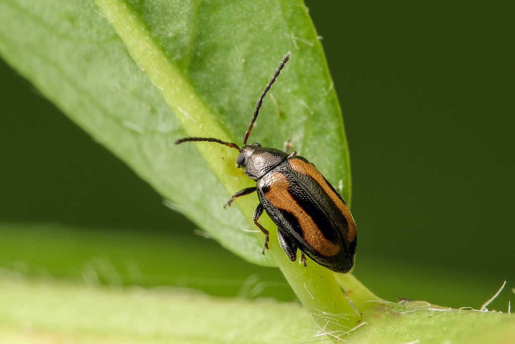 kak_borotsia_s_zemelnoj_bloshkoj